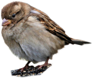 Sparrow PNG-20109